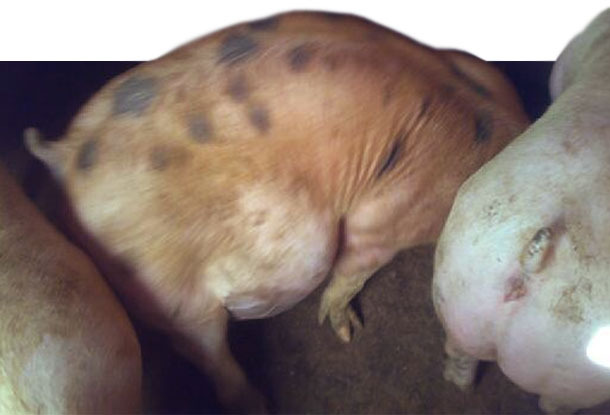 Pig affected by an excess of fermentations that proliferate inside the body of the animal