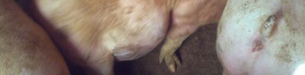 Pig affected by an excess of fermentations that proliferate inside the body of the animal