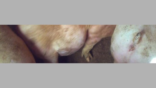 Pig affected by an excess of fermentations that proliferate inside the body of the animal