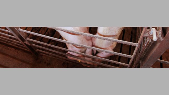Nose-to-nose contact between pigs