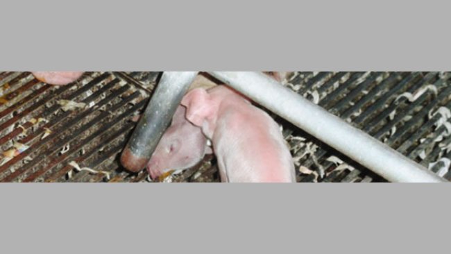 Dead piglet
