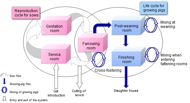 Representation of the pig population dynamic model 