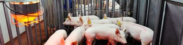 Representation of the pig population dynamic model