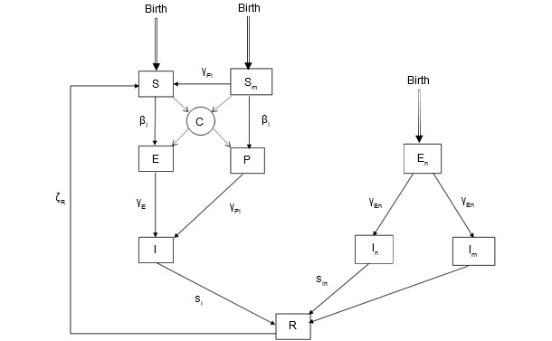The epidemiological model for PCV-2 infection