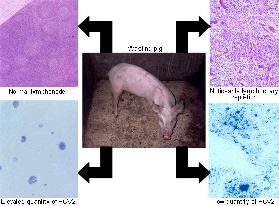 Frontiers  Porcine circovirus type 3: immunohistochemical detection in  lesions of naturally affected piglets