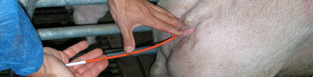Swine artificial insemination