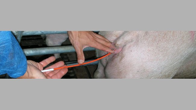 Swine artificial insemination