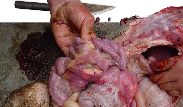 Autopsy of sick pigs indicates enlarged lymph nodes, such as inguinal and mesenteric lymph nodes.