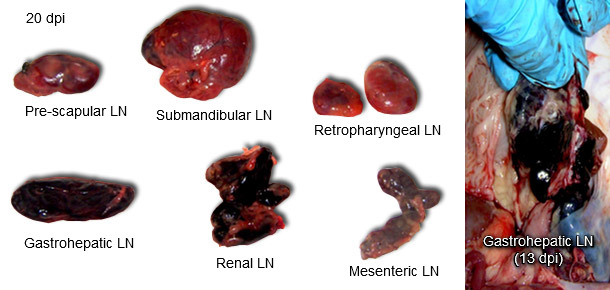 Lymph nodes 