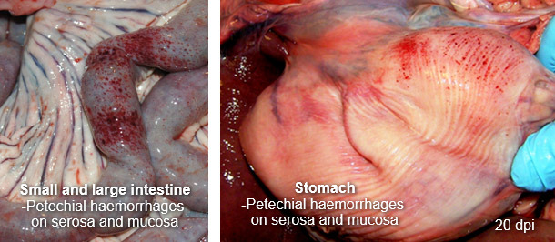 Stomach and Small and large intestine
