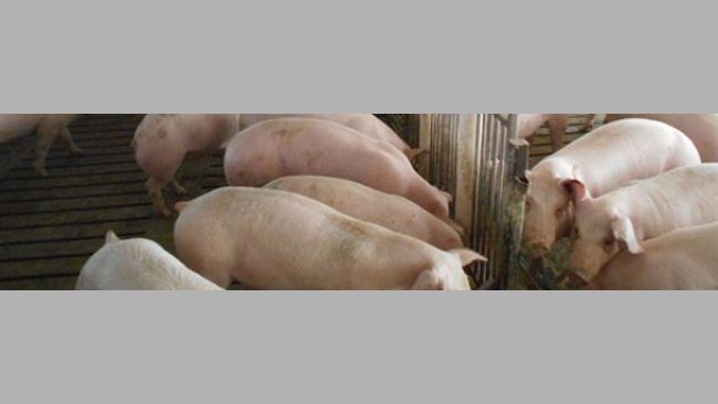 Pig farm