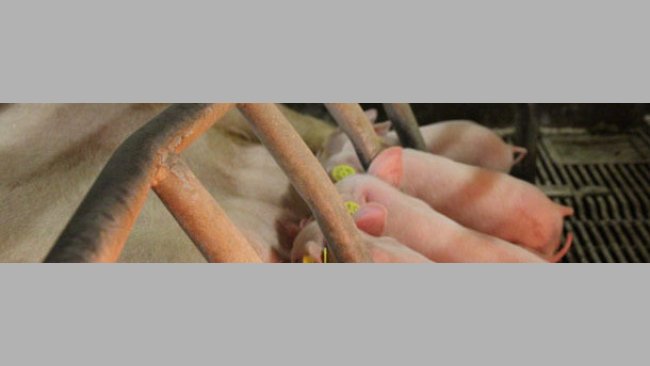 Piglets