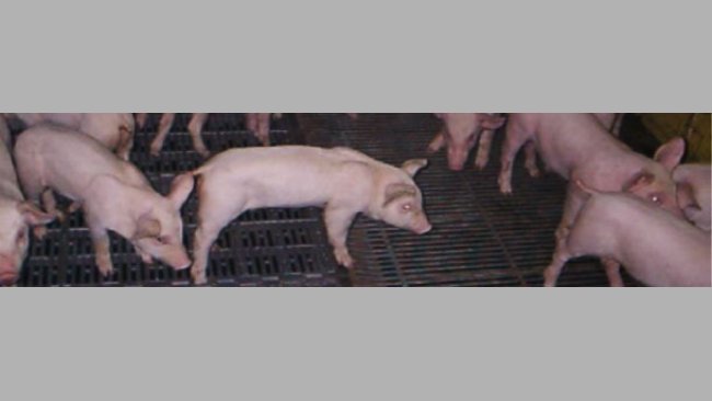 Anorexic piglets