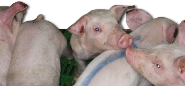 Group of piglets with necroses on the tip of the ears.