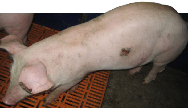 Piglet with necroses on the tip of the ears and on the skin on the flank (which is a typical location in cases of staphylococcal infections) in process of healing