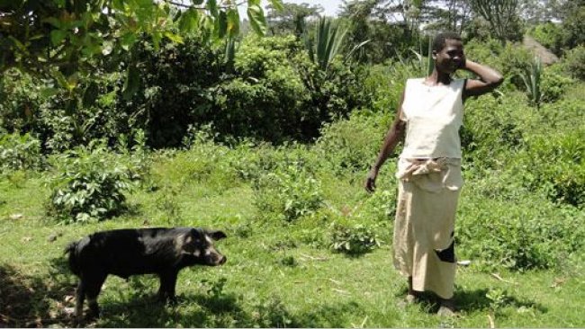 Free range pig tethered to a tree to avoid damage to nearby crops in Homa Bay, Kenia