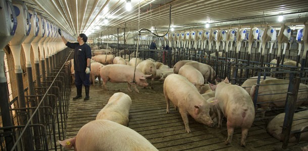 Cargill