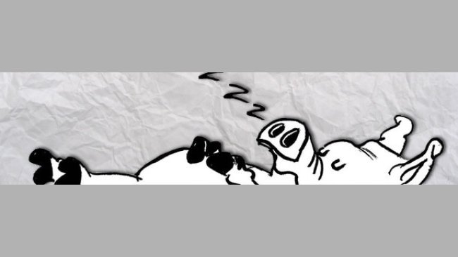 Resting pig