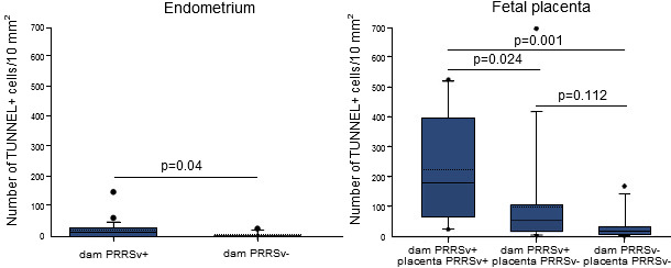 Quantification of apoptotic cells in the endometrium and placentae collected from dams inoculated with PRRSV at 90 days of gestation and non-inoculated ones