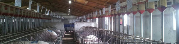 Non-productive days (2/2): €16,000 hidden in the gestation