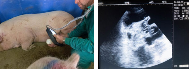 Worker confirming the pregnancy with an ultrasounds device in the feeding stations