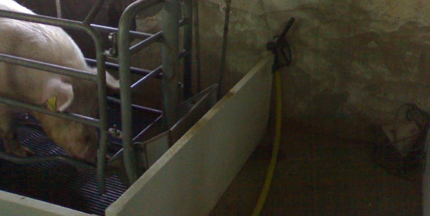 If we have a hose in each farrowing room, the supplementation with water several times a day is an easy process