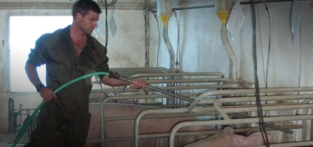 If we have a hose in each farrowing room, the supplementation with water several times a day is an easy process