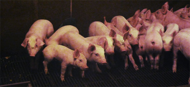 Heterogeneity of piglets at weaning