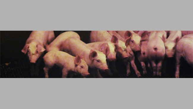 Heterogeneity of piglets at weaning