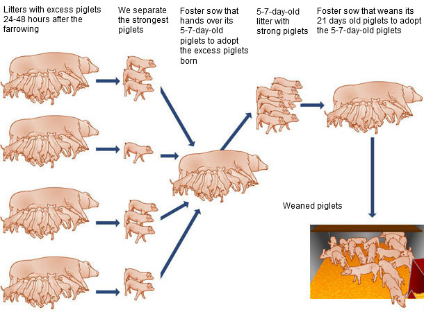 Foster sow for the excess piglets born