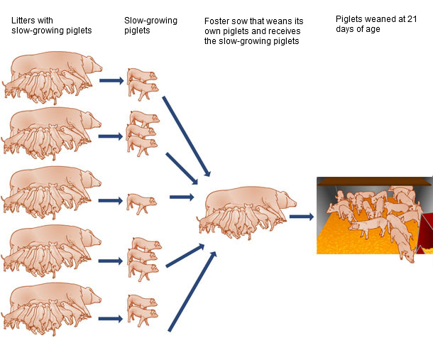 Foster sow for the piglets without a teat