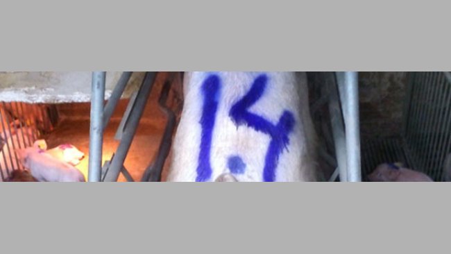 Marked foster sow