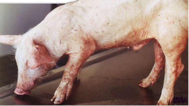 PMWS on piglet.