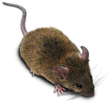 Rat