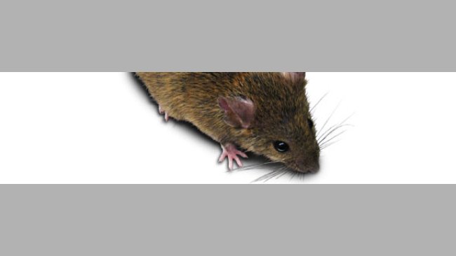 Rat