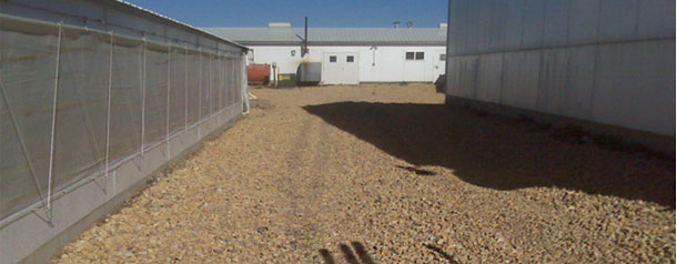 Swine facility perimeter that is clean and without vegetation