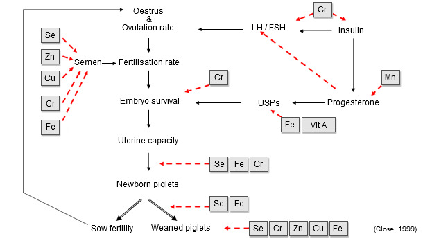 Components of Sow Productivity. Role of trace elements