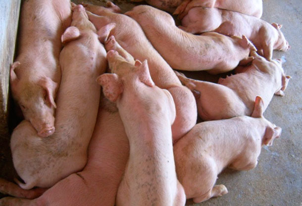 Pigs affected by HP-PRRSV