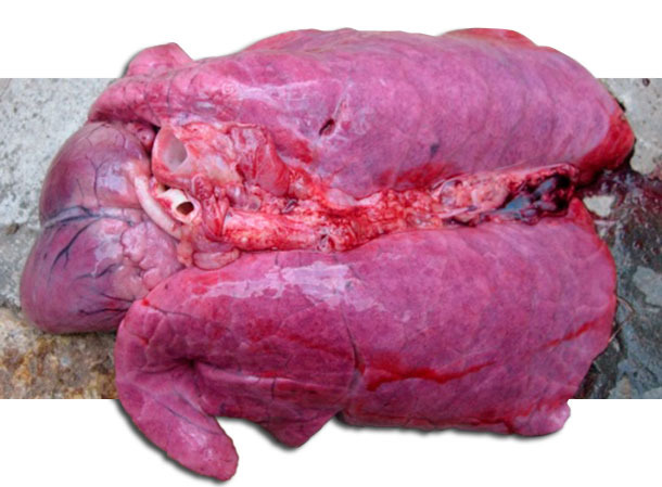 Severe pulmonary edema of the dead pig affected by HP-PRRSV