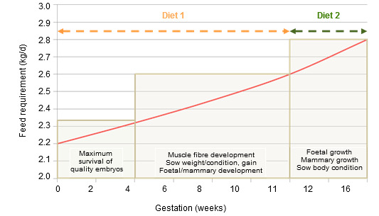 Priorities for feeding the sow in gestation