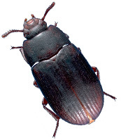 Alphitobius diaperinus