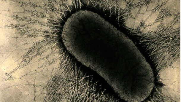 E coli fimbrial or pilus proteins, which firmly attach to enterocyte glycoprotein receptors on the intestinal cells