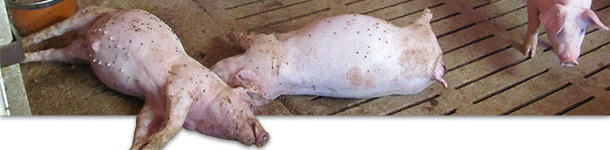 Dead pigs on the farm