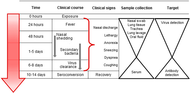 Targeted sample collection for direct or indirect detection and diagnosis of influenza A virus infection in swine