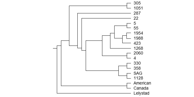 Dendogram of the PRRSv in Chile