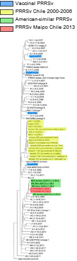 Dendogram of the PRRSv in Chile in 2013