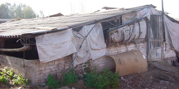 Farm without biosecurity