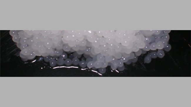 Undiluted pig semen capsules