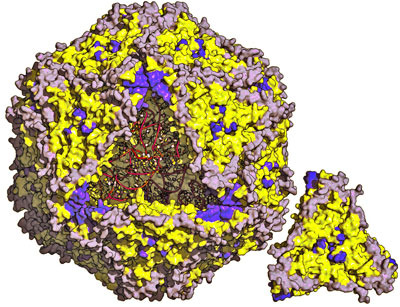 PCV2_virus_particle