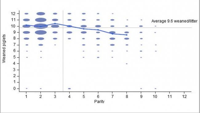 Number of weaned piglets per litter in the 6 months previous to our intervention